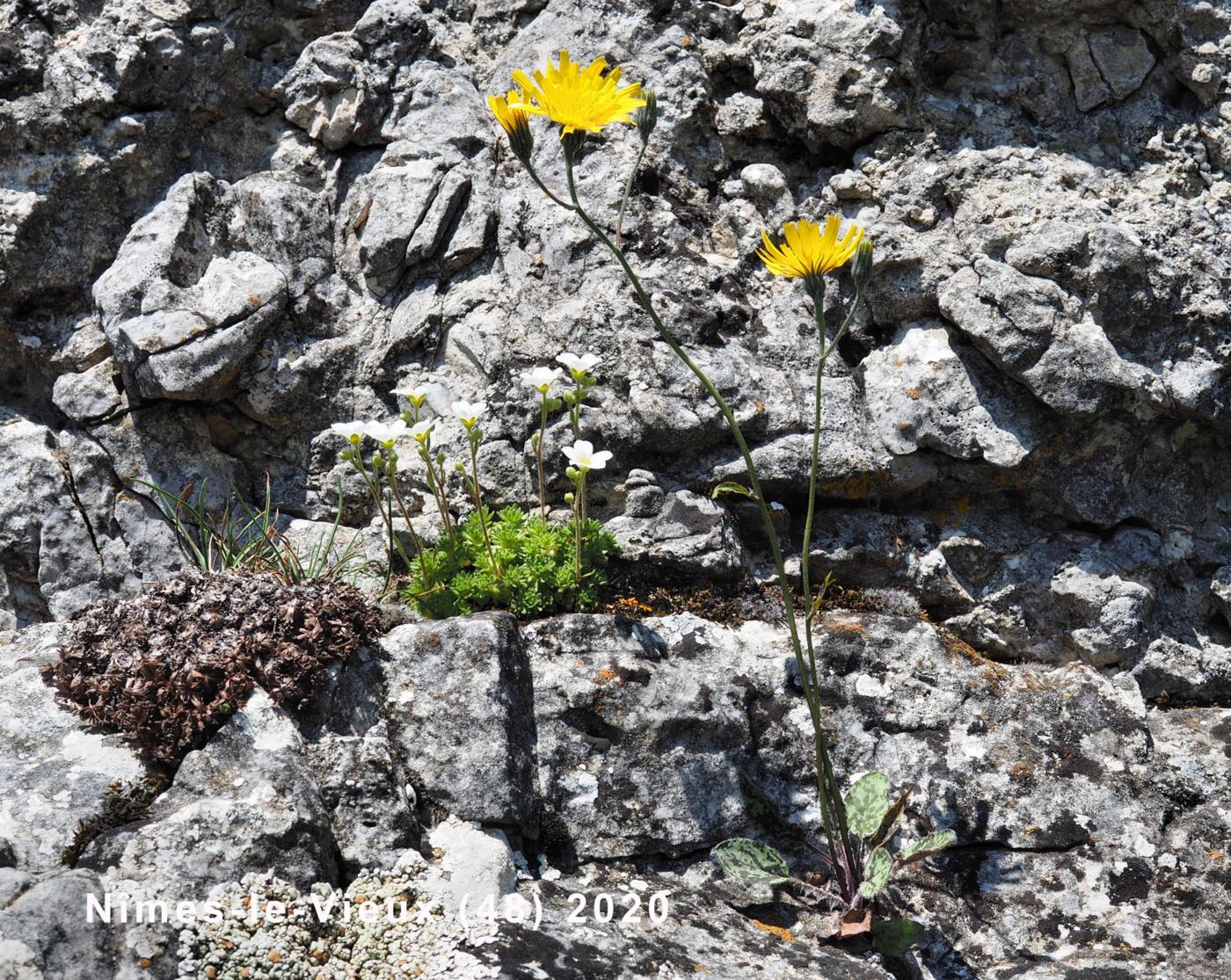 Hawkweed, (of Planchon) plant